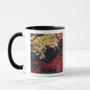 Ahornbäume im Herbst Tasse