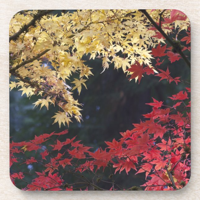 Ahornbäume im Herbst Untersetzer (Vorderseite)