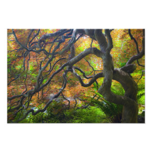 Ahornbäume im Herbst, Victoria, British 2 Fotodruck