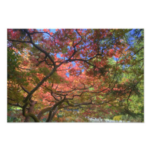 Ahornbäume im Herbst, Victoria, British 3 Fotodruck