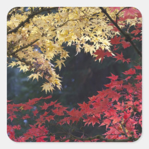 Ahornbäume in Herbstfarbe Quadratischer Aufkleber