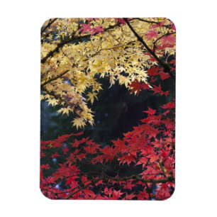 Ahornbäume in Herbstfarben Magnet