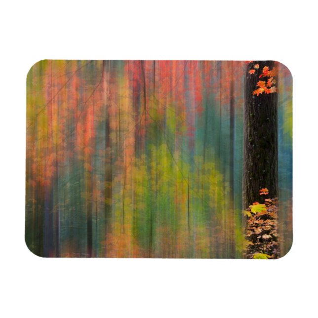 Ahornbäume | Silver Falls Staat Park Magnet (Horizontal)