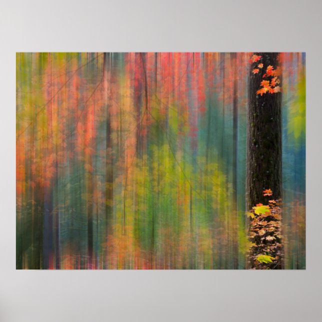 Ahornbäume | Silver Falls Staat Park Poster (Vorne)