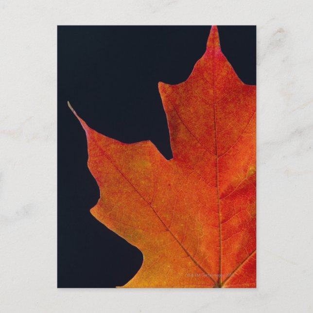 Ahornblatt im Herbst auf schwarzem Hintergrund Postkarte (Vorderseite)
