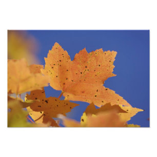 Ahornblatt im Herbst und blauer Himmel, weiß Fotodruck