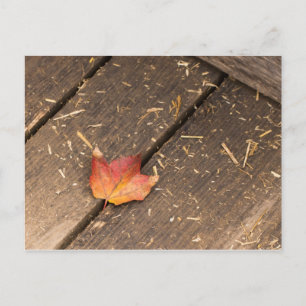 Ahornblatt minimalistisches Fallfoto Postkarte
