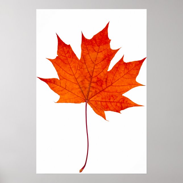 Ahornblatt Poster (Vorne)