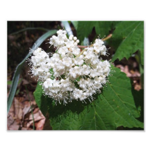 AhornblattViburnum Fotodruck
