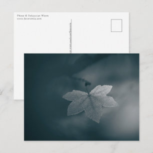 Ahornleaf Nature Foto Postkarte