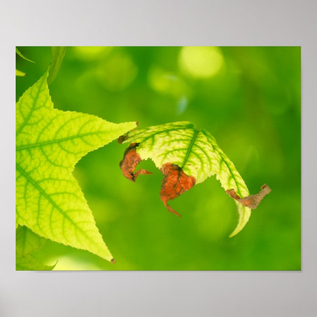 Ahornleaf Poster (Vorne)