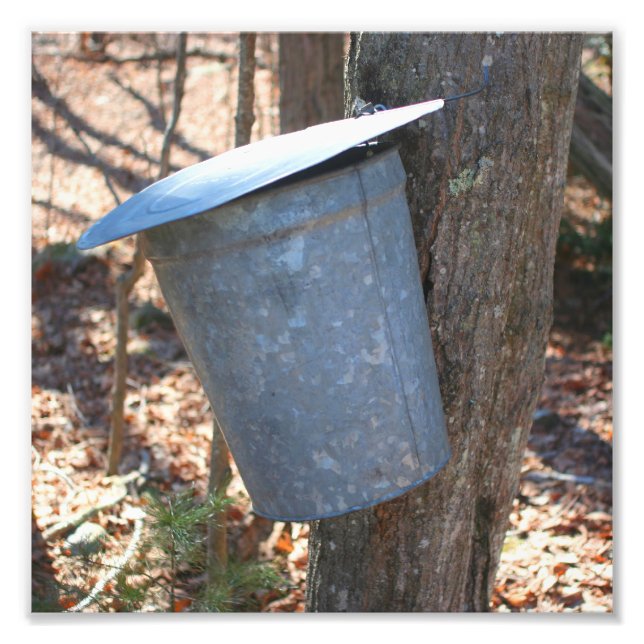 Ahornsirup Zucker-Sap-Eimer auf Baum 8x8 Fotodruck (Vorne)