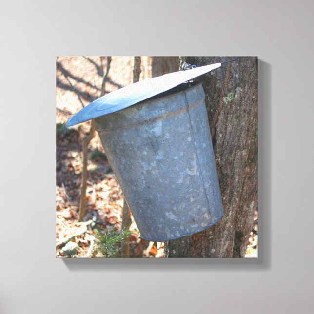 Ahornsirup Zucker-Sap-Eimer auf Baum Leinwanddruck (Vorderseite)