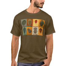 Aight Fossil Trilobites