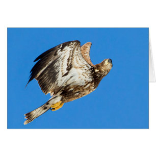 Aigle À Balle Juvénile Haut Et Haut