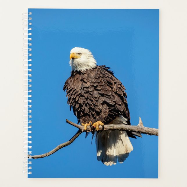 Aigle à tête blanche 2024 (Devant)