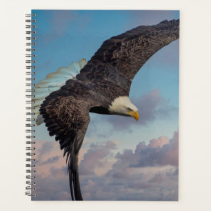 Aigle à tête blanche 2024