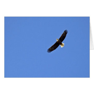Aigle à tête blanche américaine