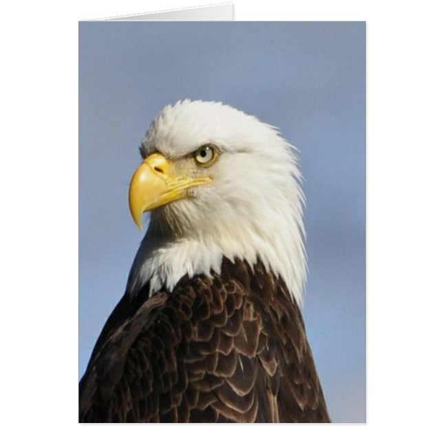 Aigle à tête blanche américaine (Devant)