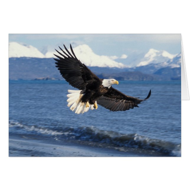 aigle à tête blanche, Haliaeetus leuccocephalus en (Devant horizontal)