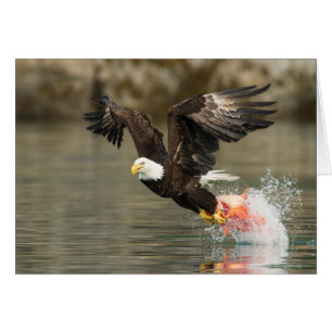 Aigle à tête plate