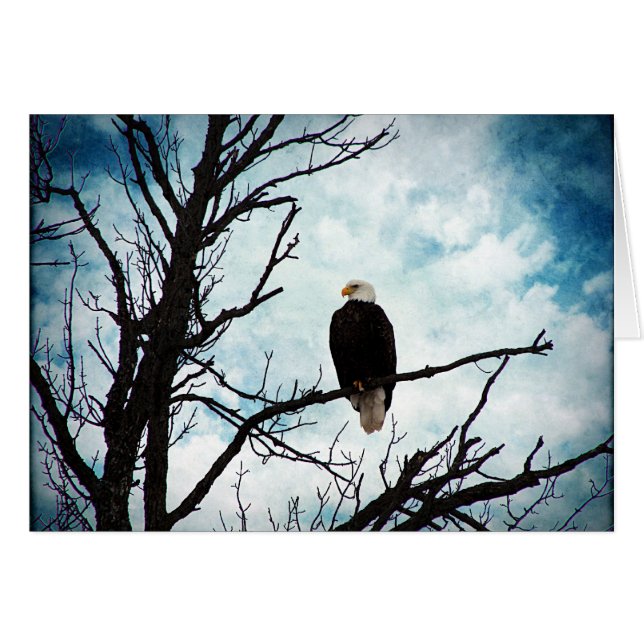 Aigle Bald dans un arbre avec ciel bleu Toutes les (Devant horizontal)