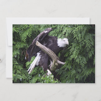 Aigle Bald Entouré De Vert - Carte De Voeux Plat