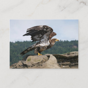 Aigle Bald Prêt Pour Le Décollage - cartes de visi
