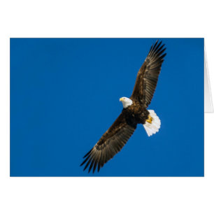 Aigle Balle Dans Ciel Bleu Clair