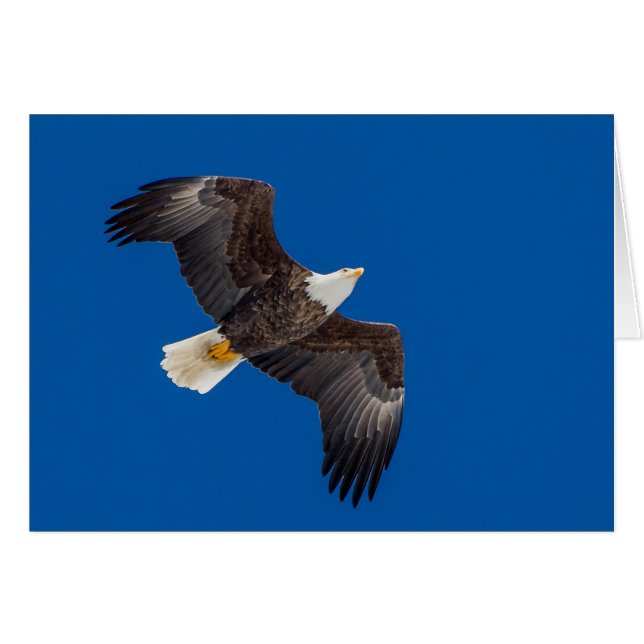 Aigle Balle Dans Le Ciel Bleu (Devant horizontal)