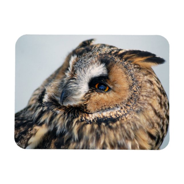 Aigle Chouette Aigle Premium Magnet (Horizontal)