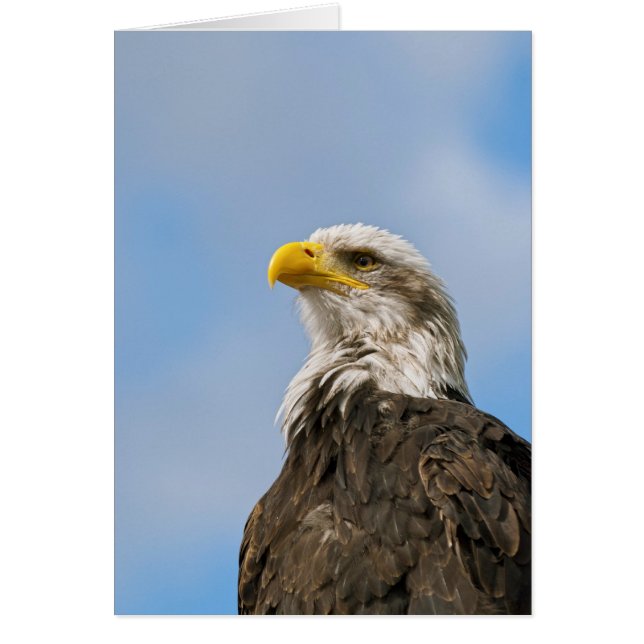 Aigle de Bald (Devant)