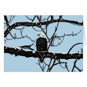 Aigle de Bald