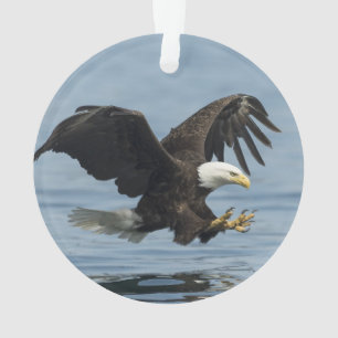 Aigle en approche