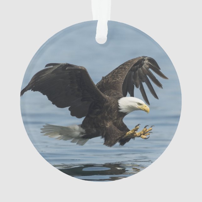 Aigle en approche (dos)