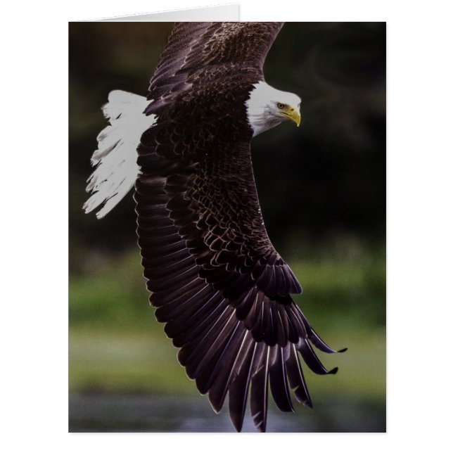 Aigle en vol (Devant)