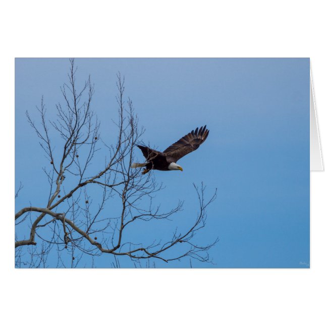 Aigle en vol (Devant Horizontal)