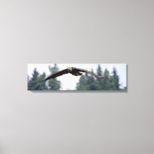 Aigle juvénile Volant Dans La Toile De Washington 