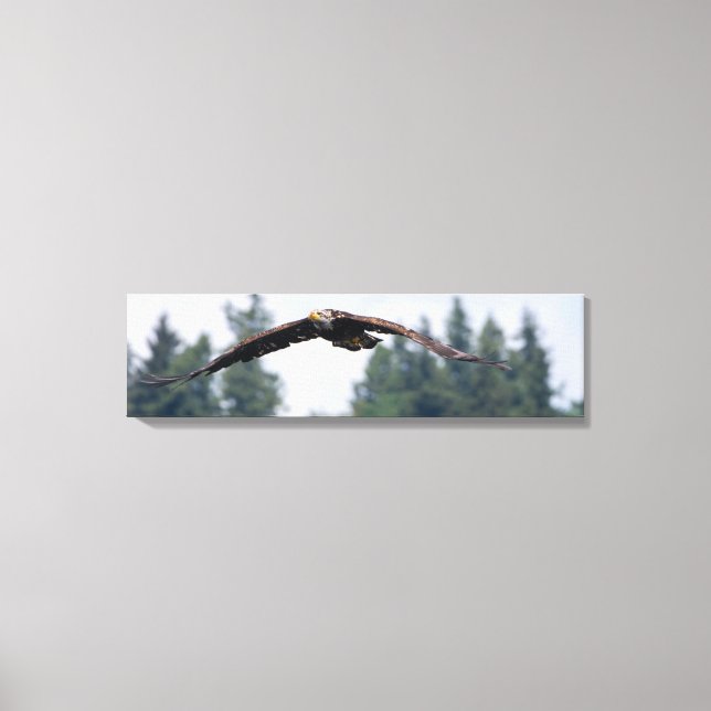 Aigle juvénile Volant Dans La Toile De Washington  (Recto)