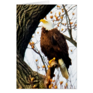 Aigle, Posé Pour Le Vol