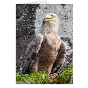 Aigle Royal à Queue Blanche des Highlands Écossais