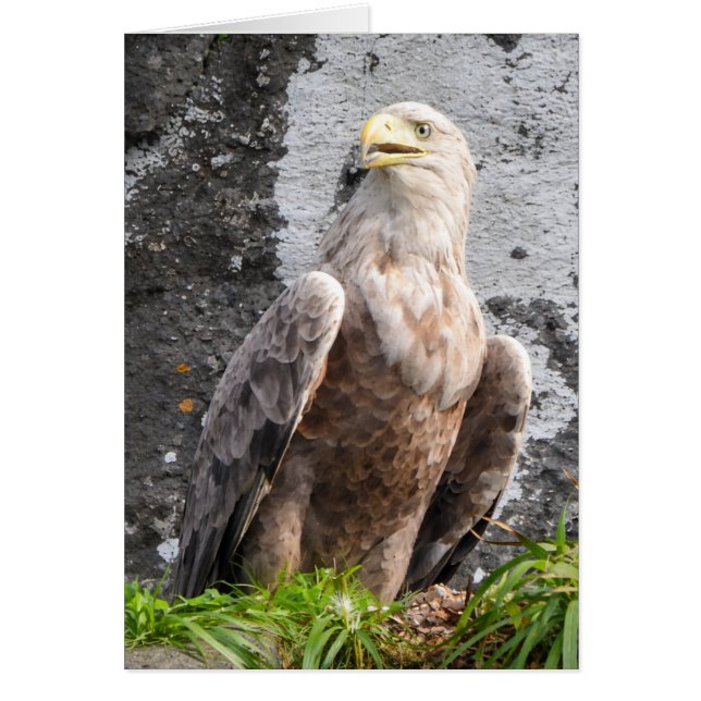 Aigle Royal à Queue Blanche des Highlands Écossais (Devant)