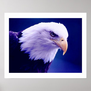 Aigles américains - Affiches Impressions Aigle amé