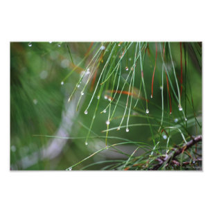 Aiguilles de pin après la pluie photo imprimer