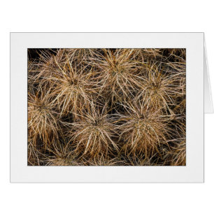 "Aiguilles et piles de foin"