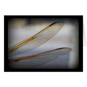 Aile de libellule Macro