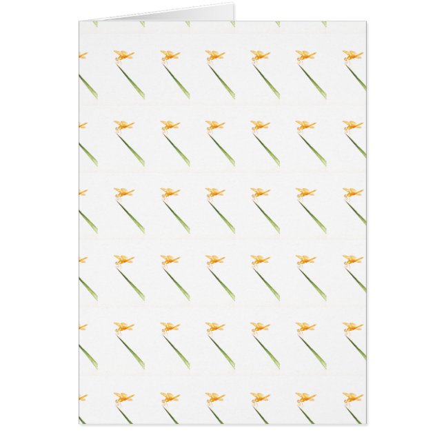 Ailes d'ambre tout autour (Devant)