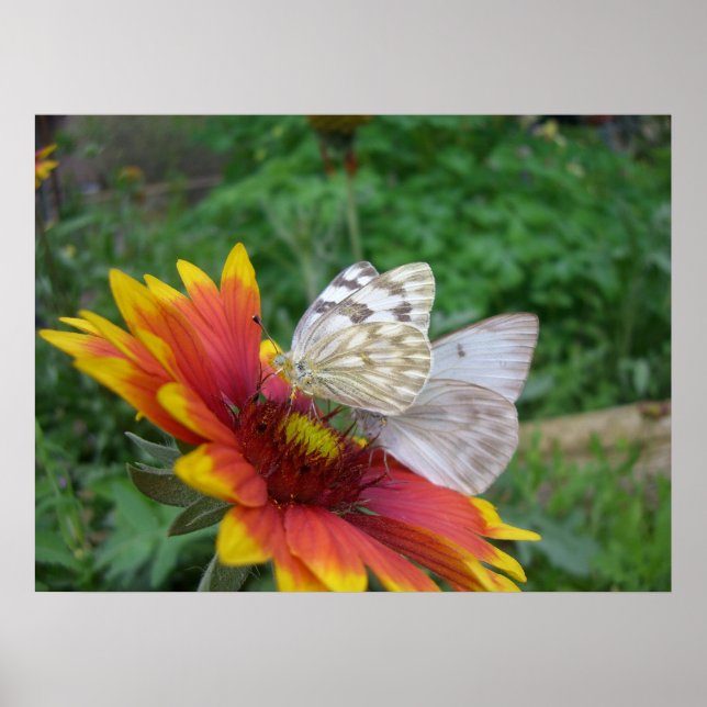 Ailes de grâce (4) Poster (Devant)