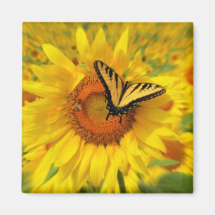 Ailes de l'été, magnet