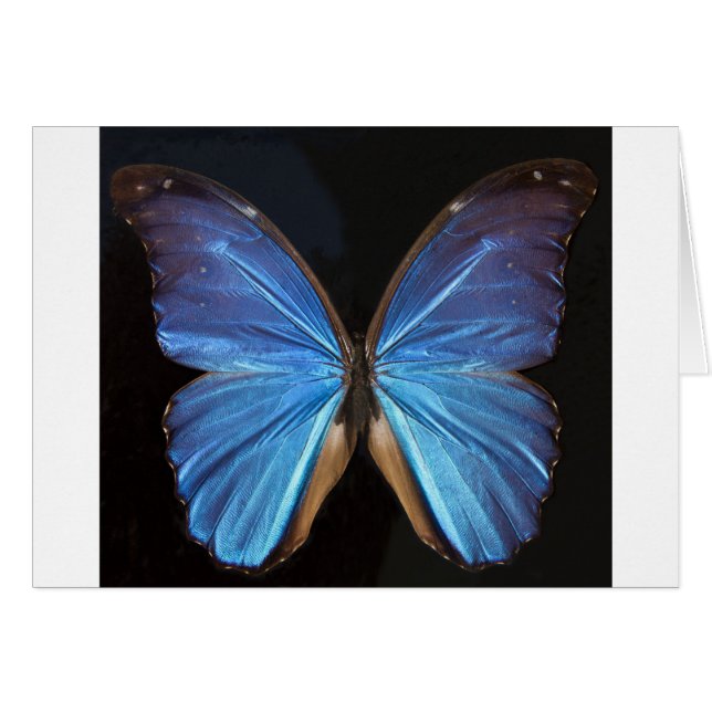 Ailes de papillon bleu Iridescente (Devant horizontal)